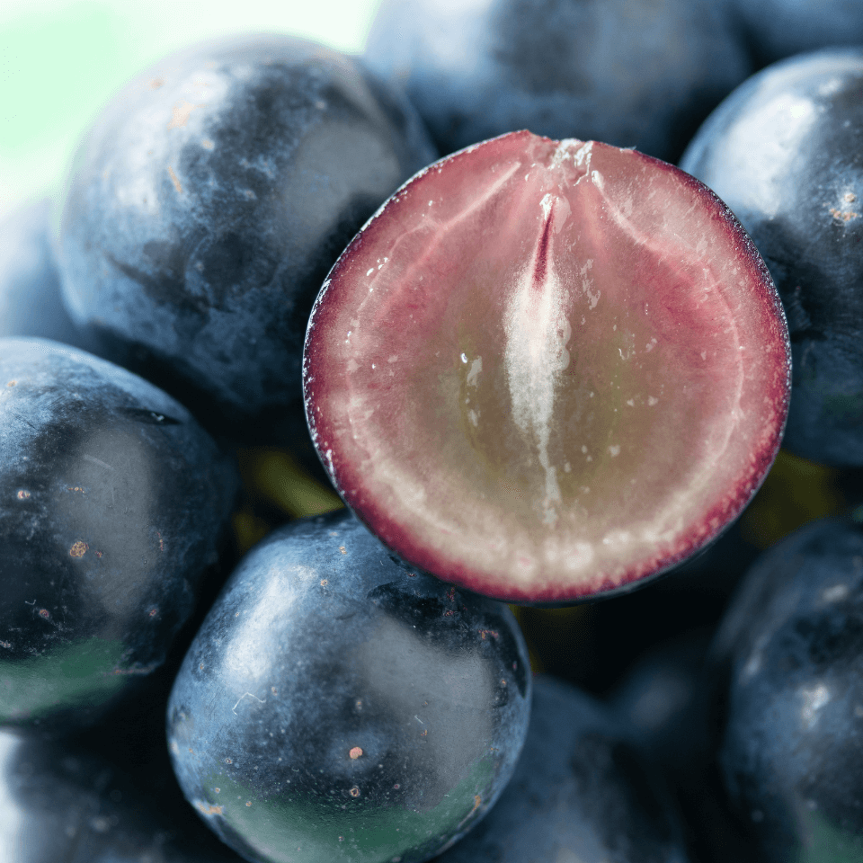 数量限定|プレミアムナガノパープル