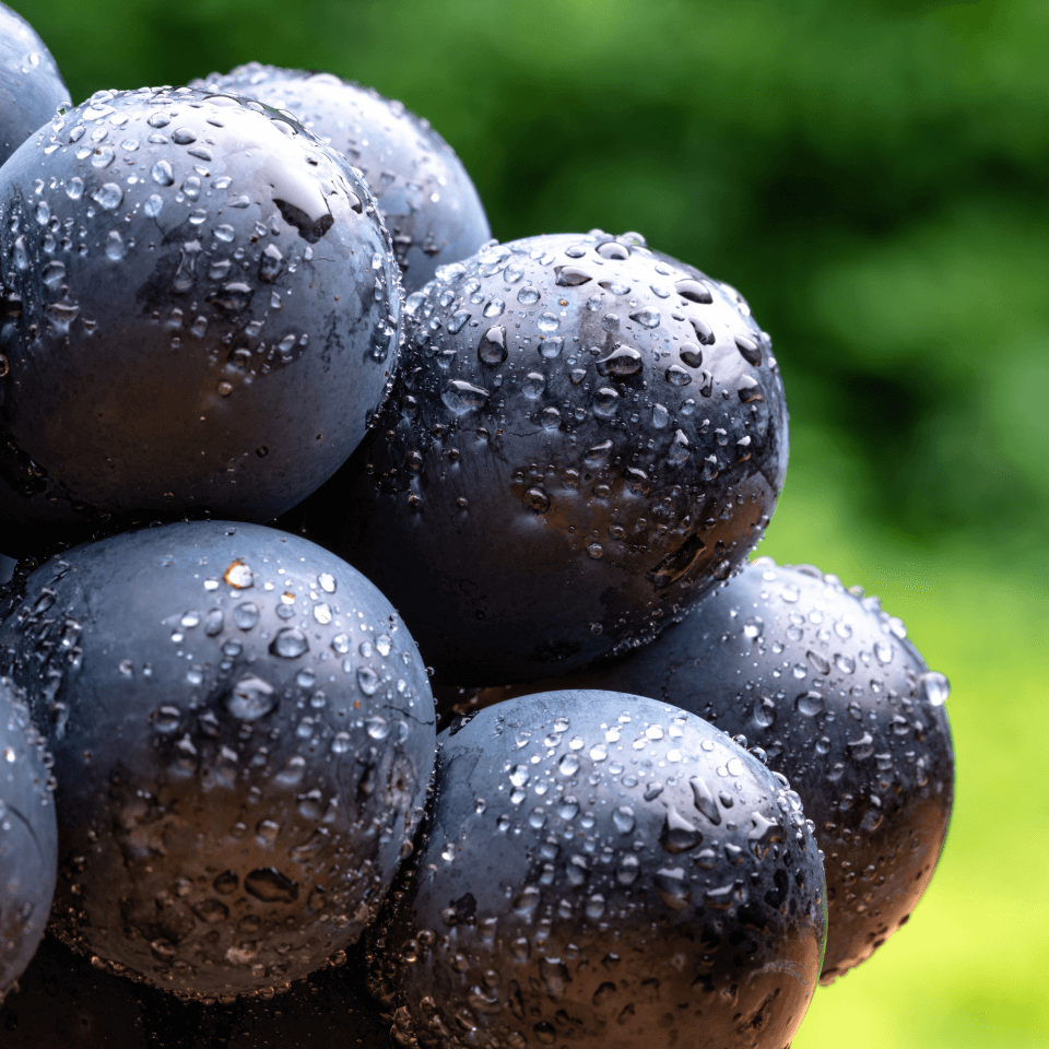 数量限定|プレミアムナガノパープル