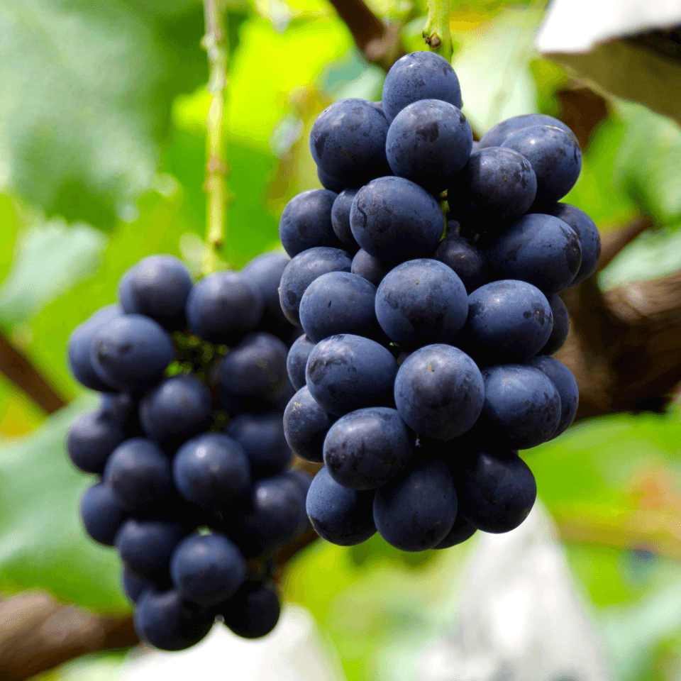 数量限定|プレミアムナガノパープル