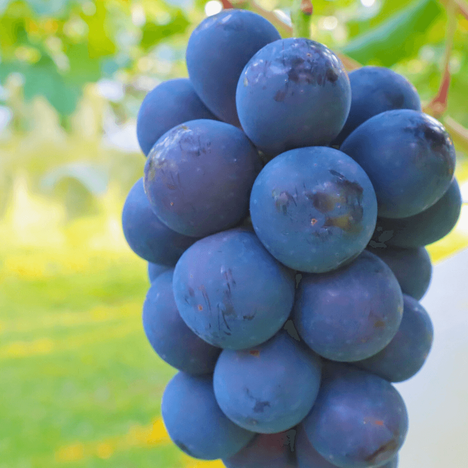 数量限定|プレミアムナガノパープル