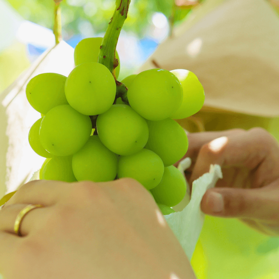 シャインマスカット