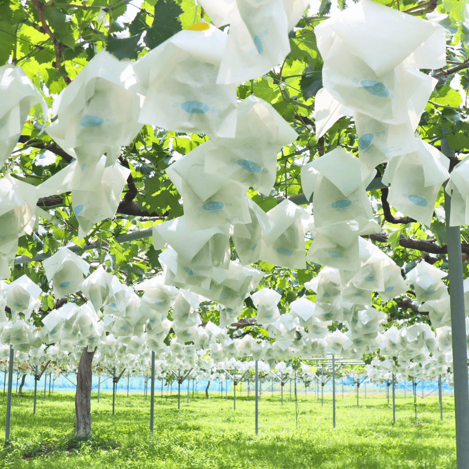 シャインマスカット