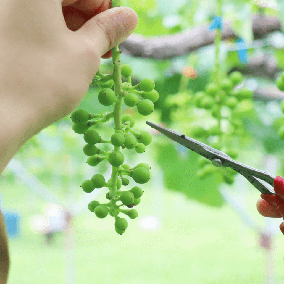 最高級種なし巨峰｜なかむら果実園から朝採れ直送